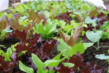Spring Lettuce